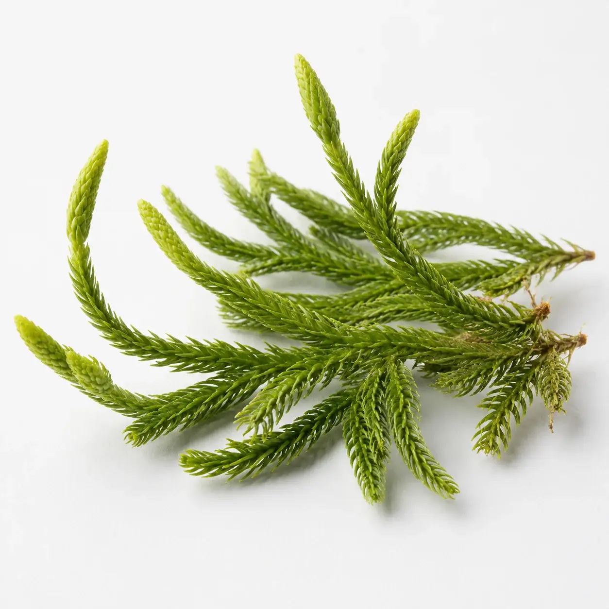 Mind Vault ingredient